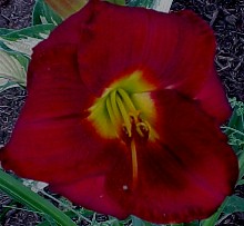 Blood Spot